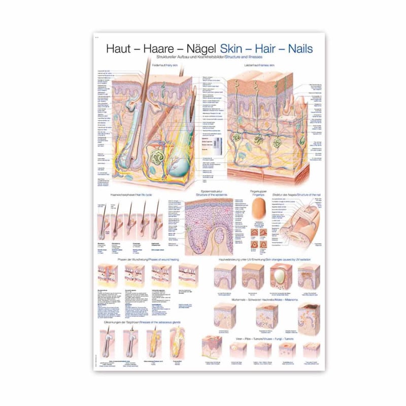 Skin, Hair, Nails Wall Chart Medvana UK