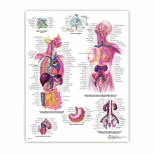 The Human Brain Wall Chart English Medvana UK