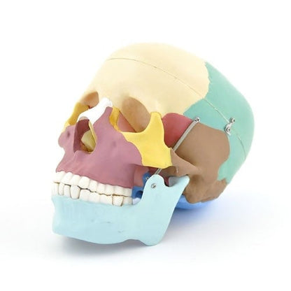 Coloured Skull Model Medvana UK