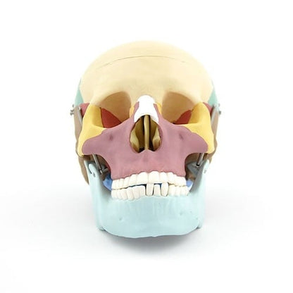 Coloured Skull Model Medvana UK