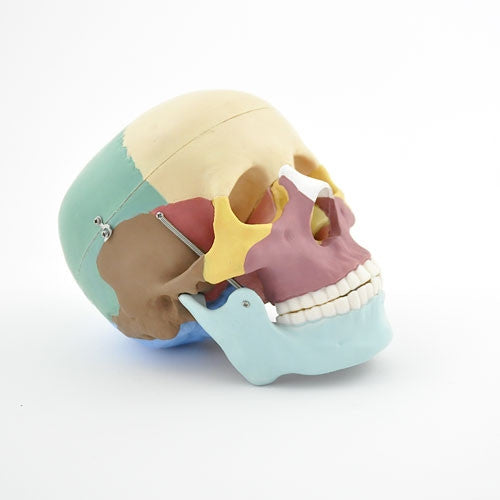 Coloured Skull Model Medvana UK