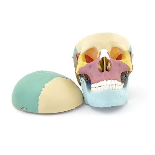 Coloured Skull Model Medvana UK