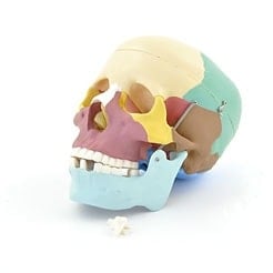 Coloured Skull Model Medvana UK