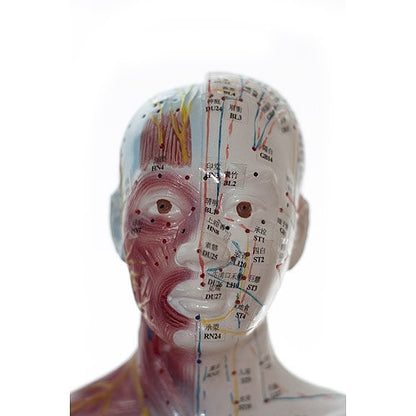 Human Acupuncture Model Medvana UK