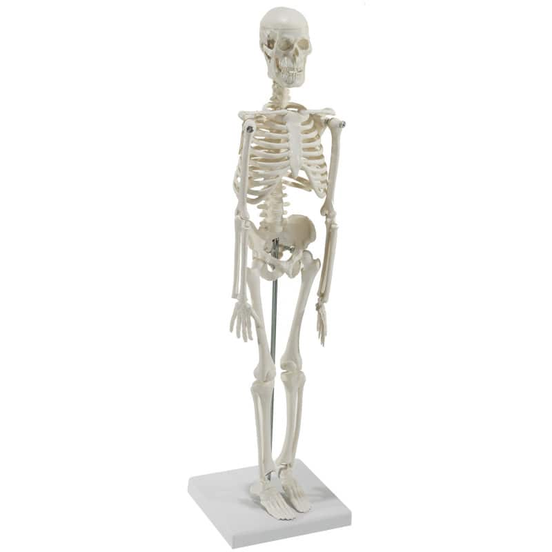 Model Skeleton (Miniature) Medvana UK
