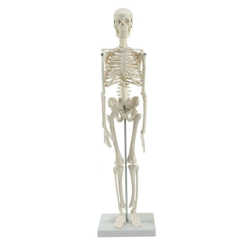 Model Skeleton (Miniature) Medvana UK