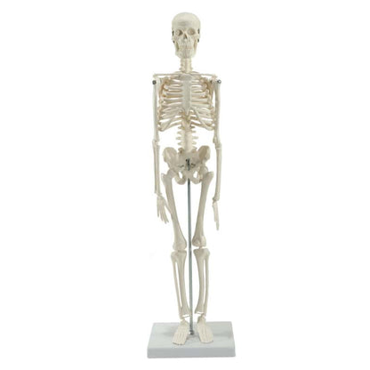 Model Skeleton (Miniature) Medvana UK