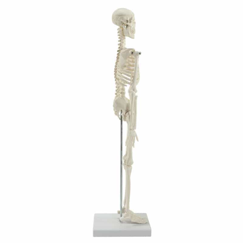 Model Skeleton (Miniature) Medvana UK
