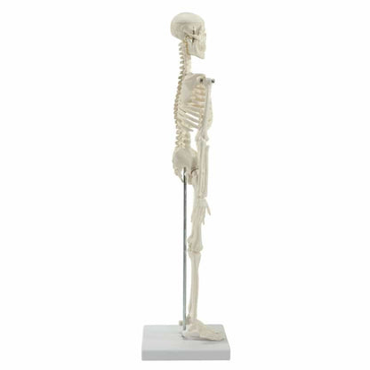 Model Skeleton (Miniature) Medvana UK