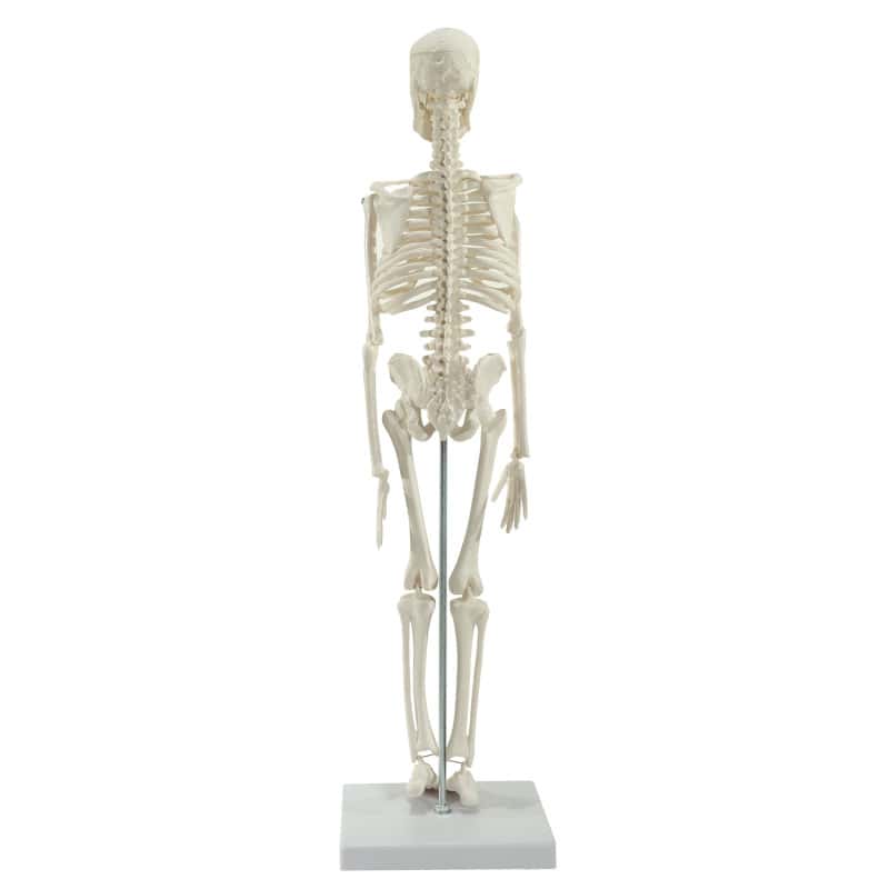 Model Skeleton (Miniature) Medvana UK