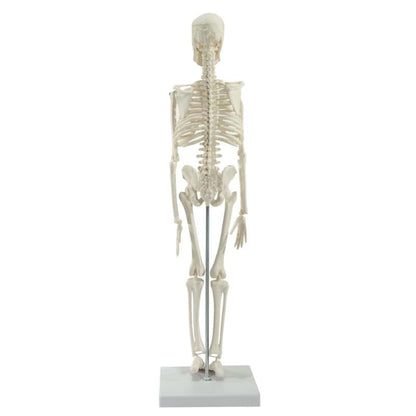 Model Skeleton (Miniature) Medvana UK