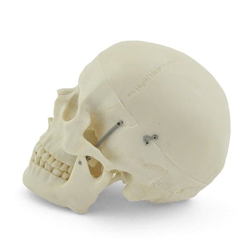 Human Skull Model Medvana UK