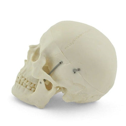 Human Skull Model Medvana UK