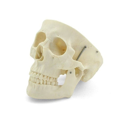 Human Skull Model Medvana UK