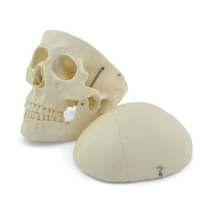Human Skull Model Medvana UK