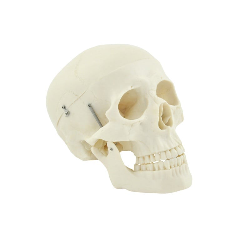 Human Skull Model Medvana UK