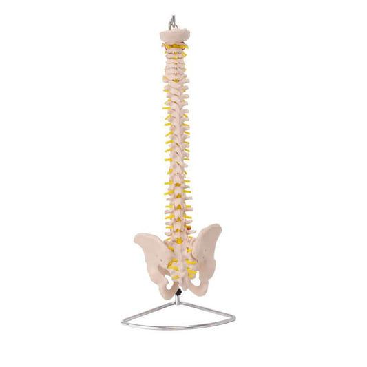 Model of a Spinal Column with Pelvis Medvana UK