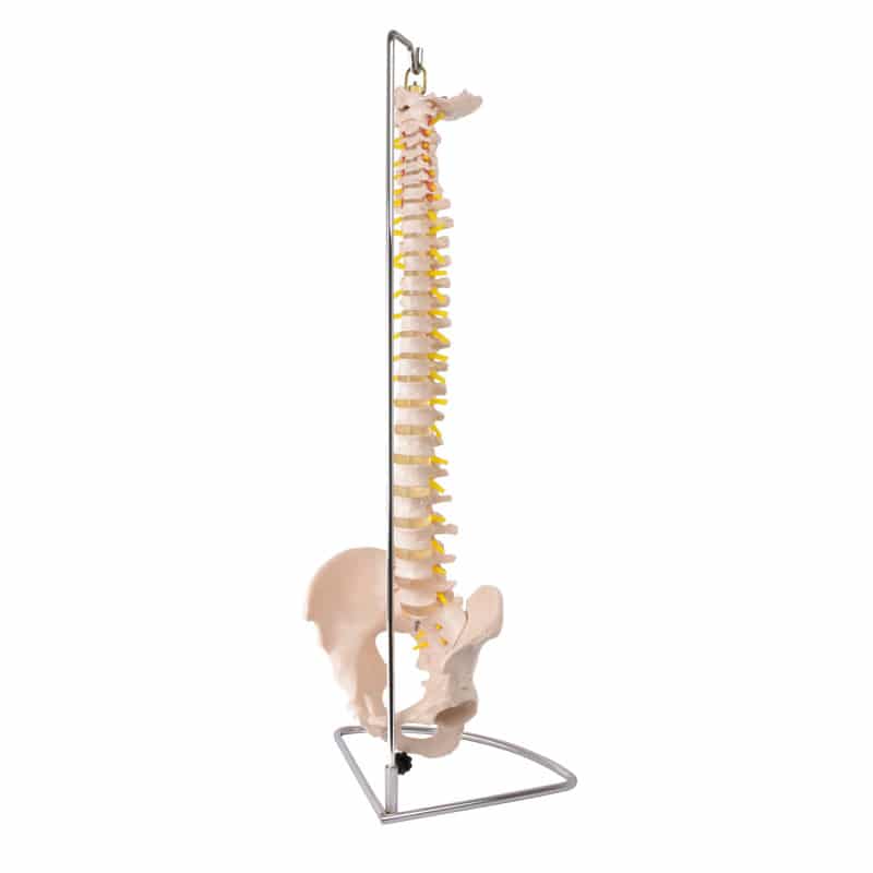 Model of a Spinal Column with Pelvis Medvana UK