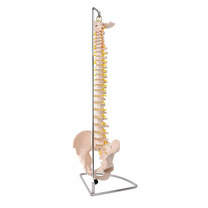 Model of a Spinal Column with Pelvis Medvana UK