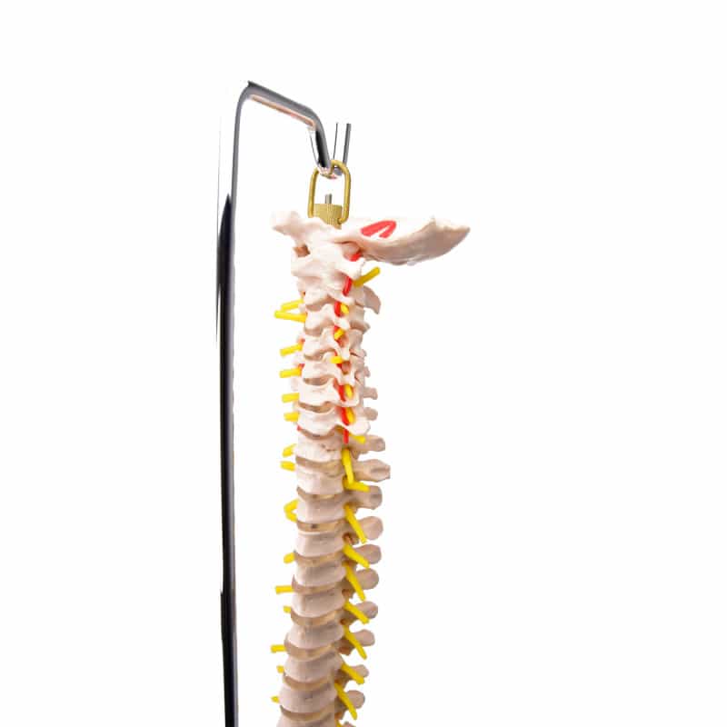 Model of a Spinal Column with Pelvis Medvana UK