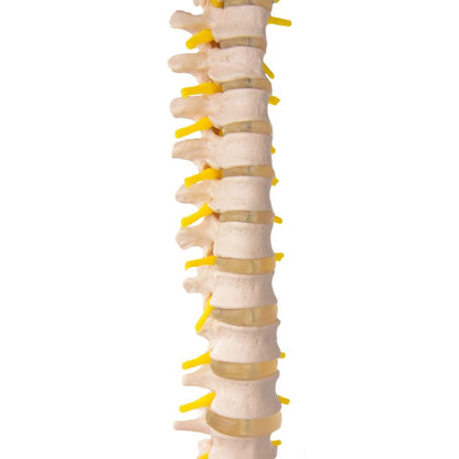 Model of a Spinal Column with Pelvis Medvana UK