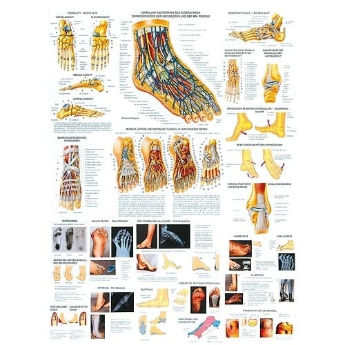 Healthy and Diseased Feet Wall Chart Medvana UK