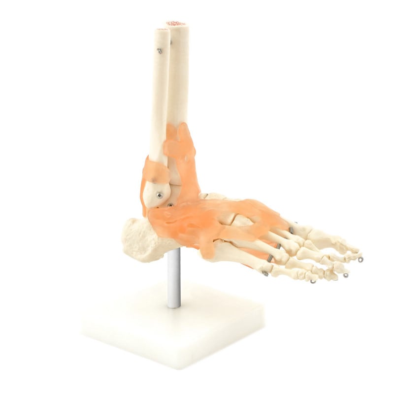 Skeletal Foot Model Medvana UK