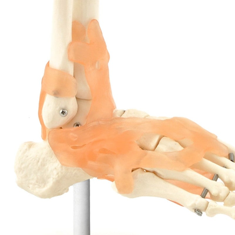 Skeletal Foot Model Medvana UK