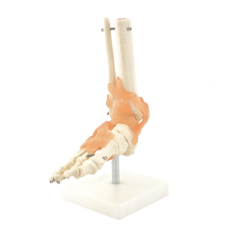 Skeletal Foot Model Medvana UK