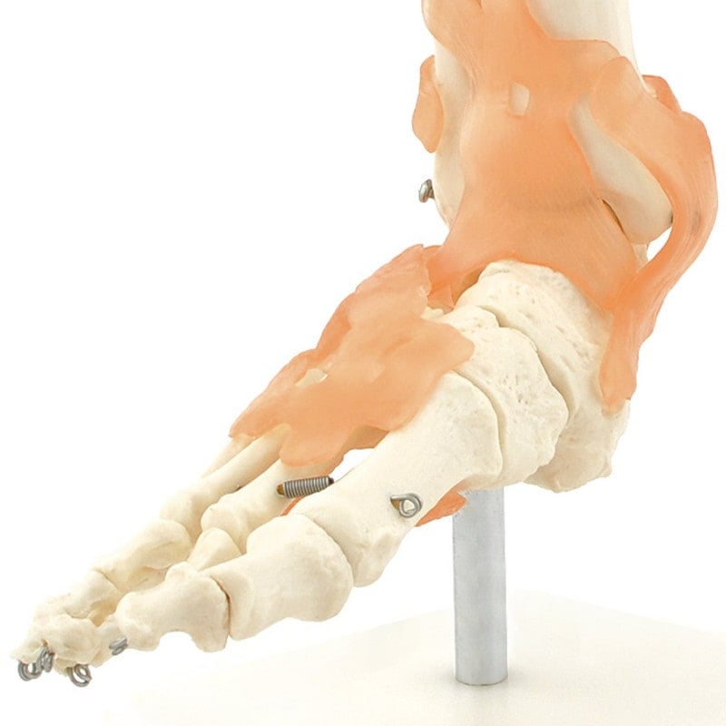 Skeletal Foot Model Medvana UK