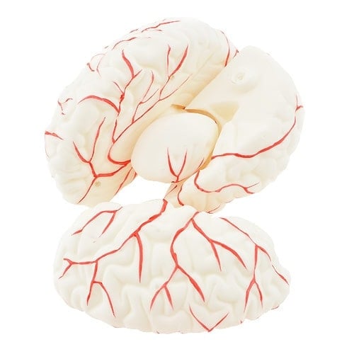 Brain Anatomical Model Medvana UK