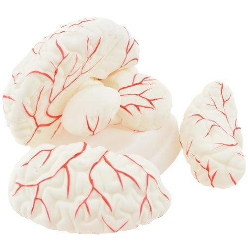 Brain Anatomical Model Medvana UK