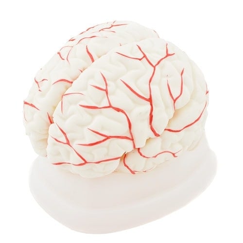 Brain Anatomical Model Medvana UK