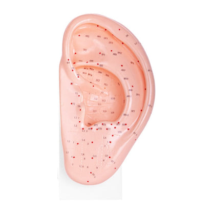 Ear Acupuncture Model Medvana UK