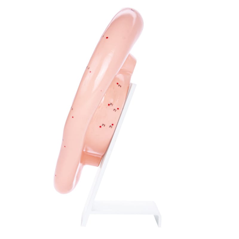 Ear Acupuncture Model Medvana UK