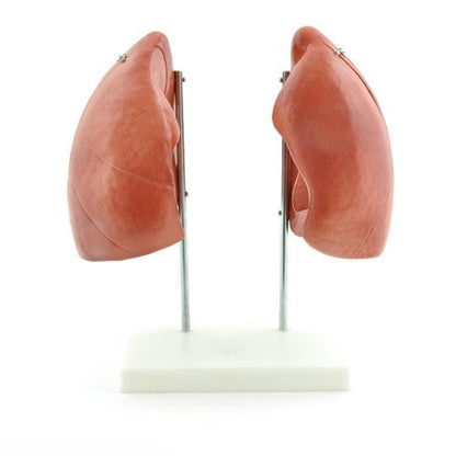 Lung Model Medvana UK