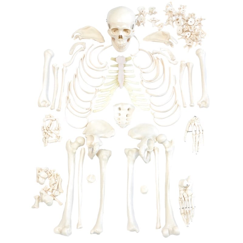 Disassembled Human Skeleton Model Medvana UK