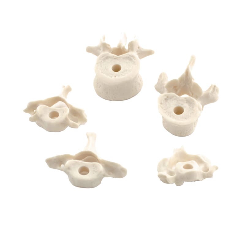 Disassembled Human Skeleton Model Medvana UK