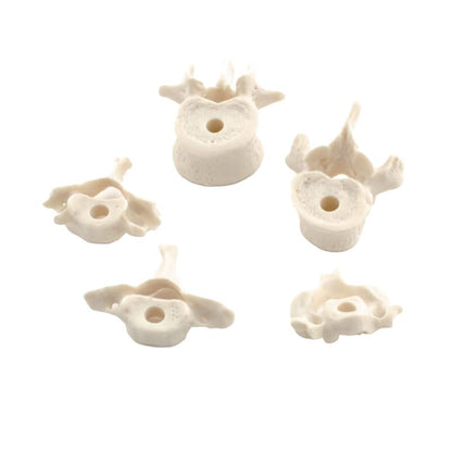 Disassembled Human Skeleton Model Medvana UK