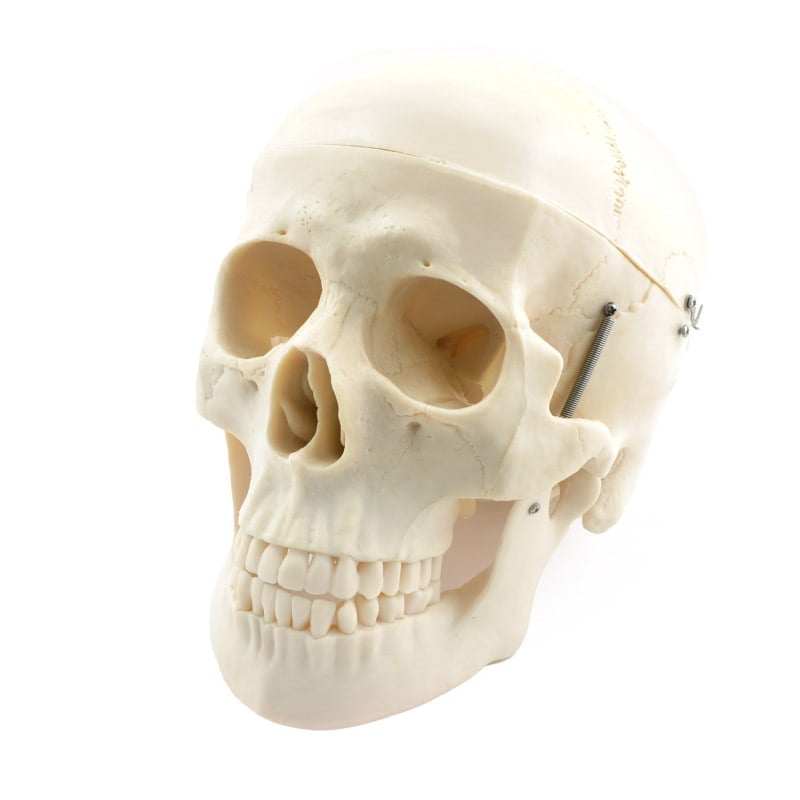 Disassembled Human Skeleton Model Medvana UK