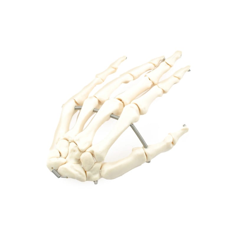 Disassembled Human Skeleton Model Medvana UK