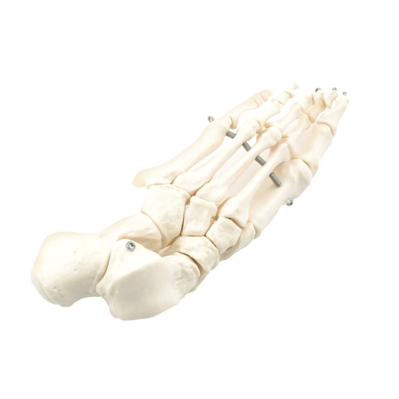 Disassembled Human Skeleton Model Medvana UK