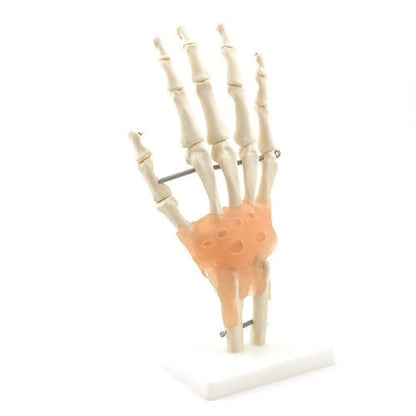 Hand Skeleton with Ligaments Medvana UK