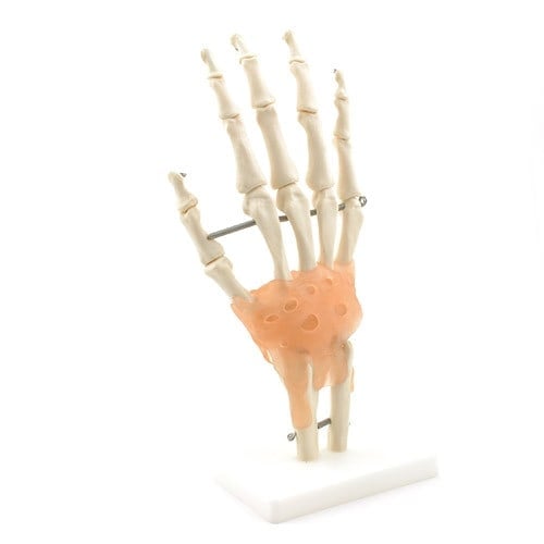 Hand Skeleton with Ligaments Medvana UK