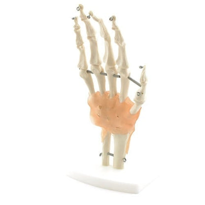 Hand Skeleton with Ligaments Medvana UK