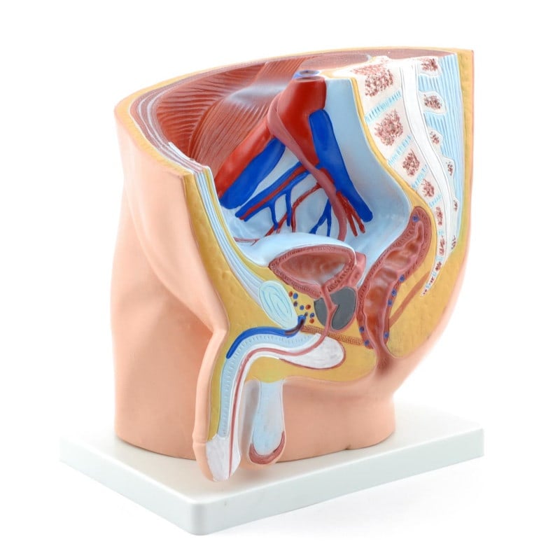 Male Pelvis Model Medvana UK