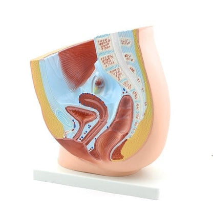 Female Pelvic Model Medvana UK