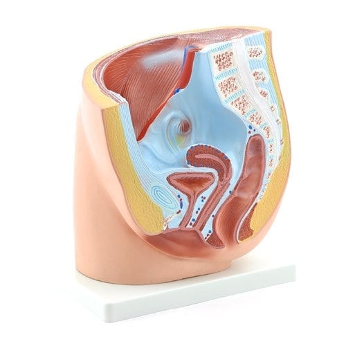 Female Pelvic Model Medvana UK