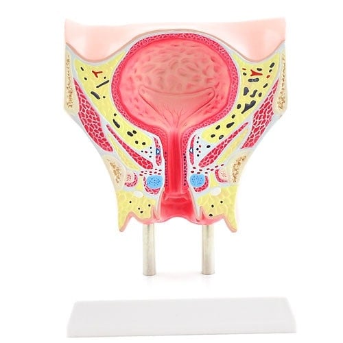 Female Bladder Model Medvana UK