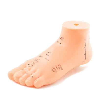 Foot Acupuncture Model Medvana UK